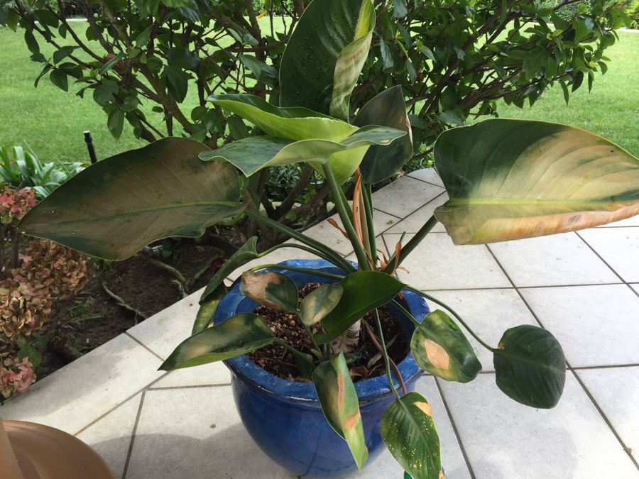 Large Outdoor Pot With Plant [Photo 2]