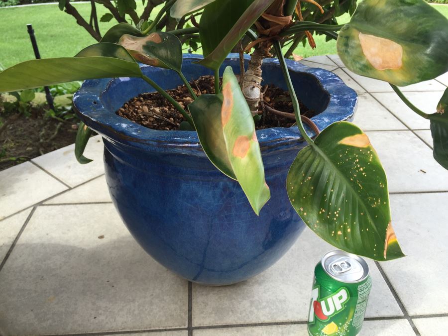 Large Outdoor Pot With Plant [Photo 4]