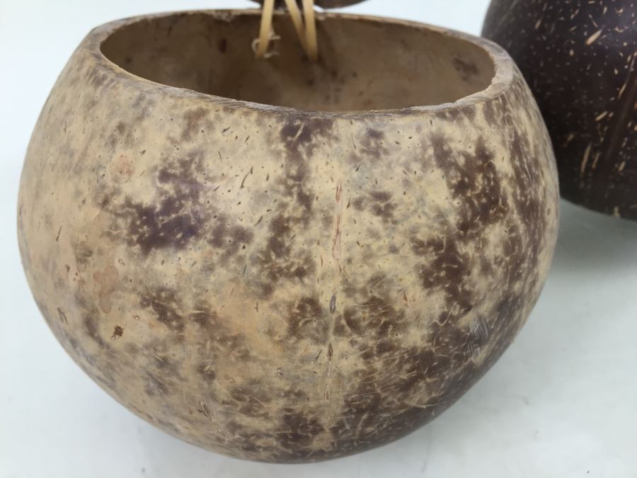 Real Coconut Cups Lot [Photo 7]