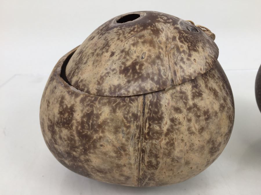 Real Coconut Cups Lot [Photo 5]