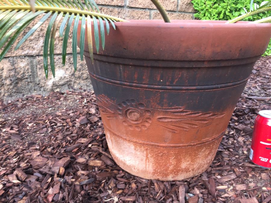 Small Sago Palm Tree In Pot [Photo 5]