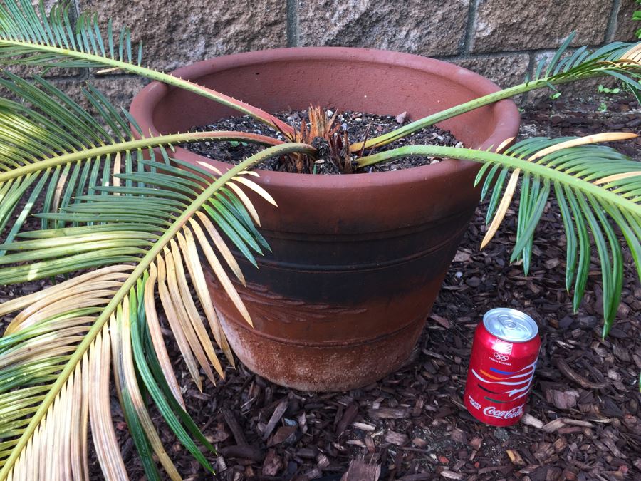 Small Sago Palm Tree In Pot [Photo 2]