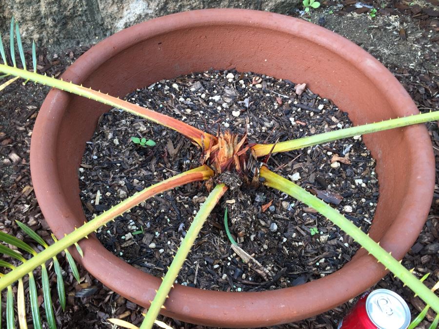 Small Sago Palm Tree In Pot [Photo 3]