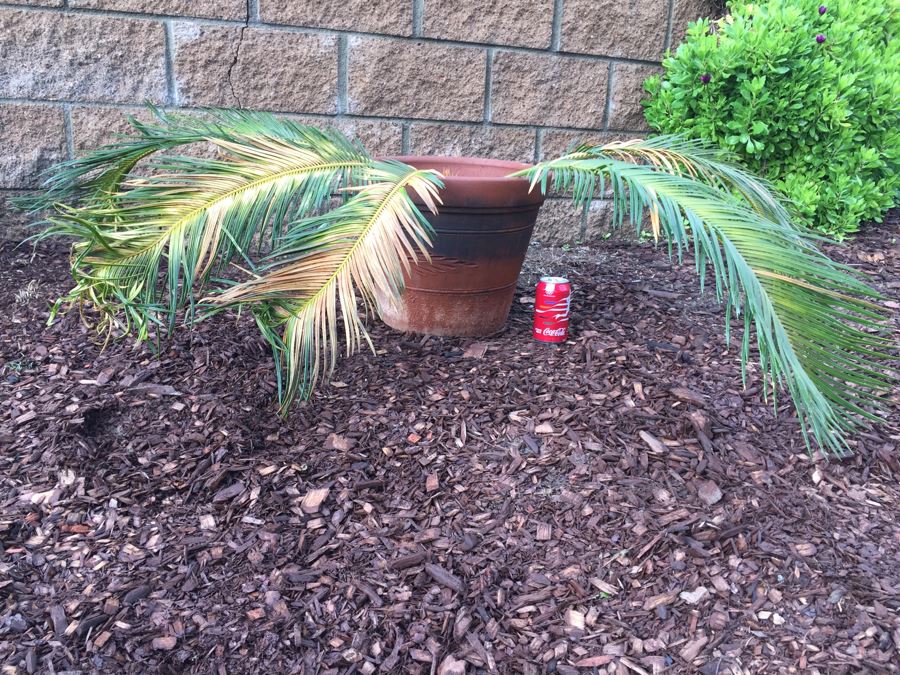 Small Sago Palm Tree In Pot [Photo 4]