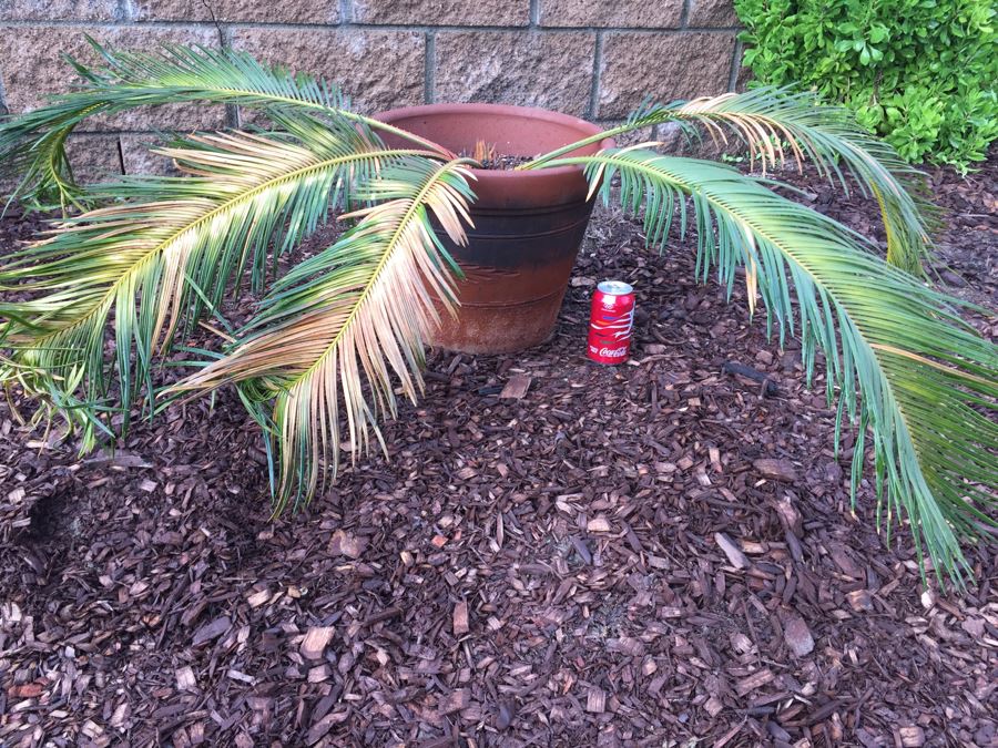 Small Sago Palm Tree In Pot [Photo 1]