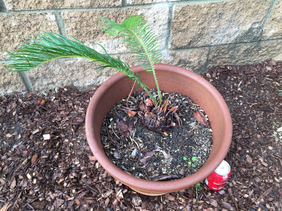 Small Sago Palm Tree In Pot [Photo 3]