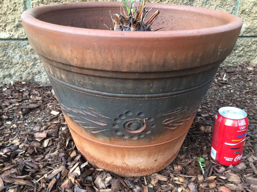 Small Sago Palm Tree In Pot [Photo 2]