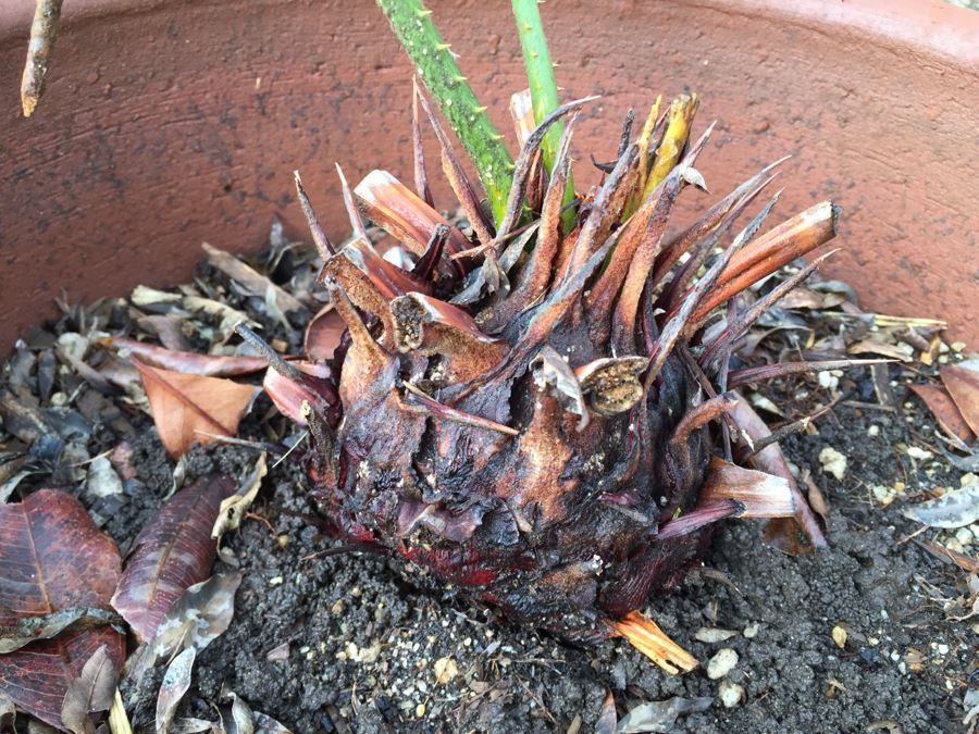 Small Sago Palm Tree In Pot [Photo 4]