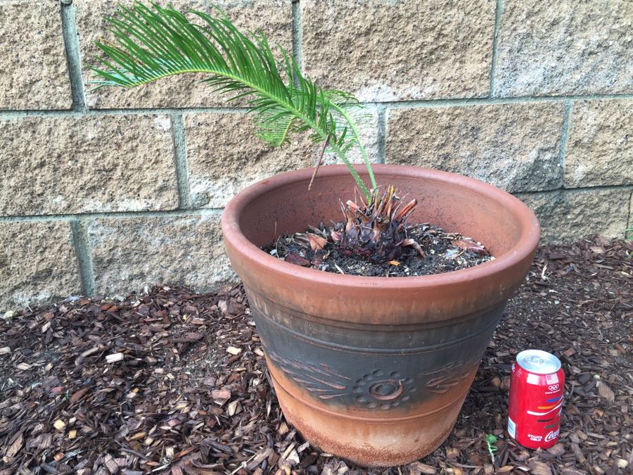 Small Sago Palm Tree In Pot [Photo 1]
