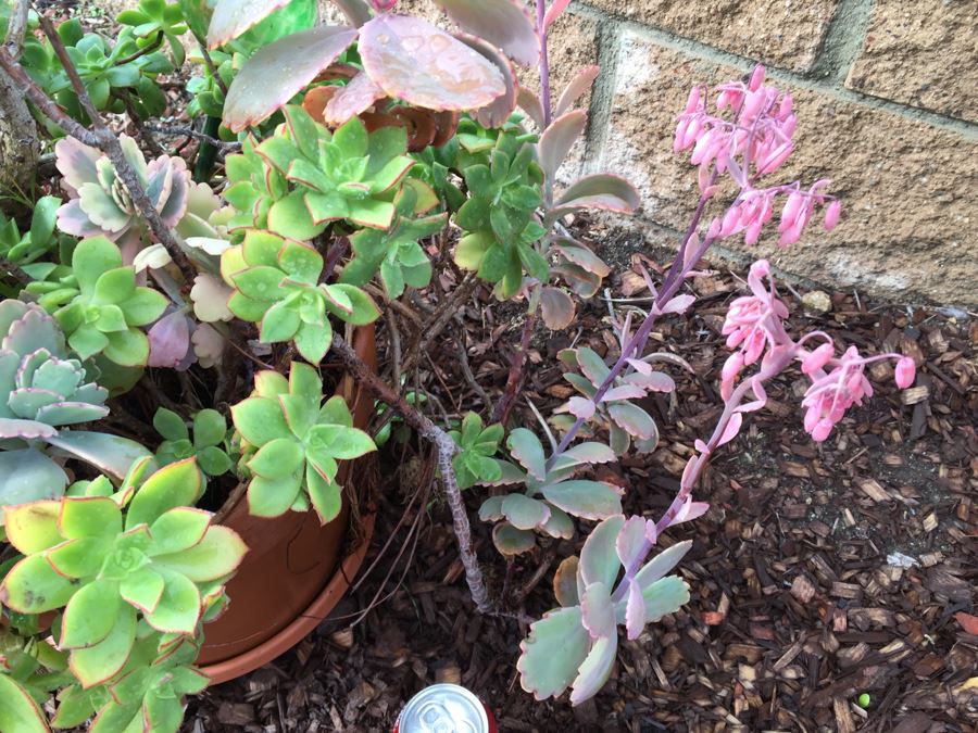 Outdoor Pot With Succulents [Photo 6]