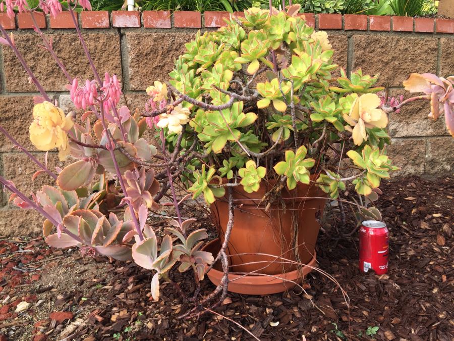 Outdoor Pot With Succulents [Photo 2]