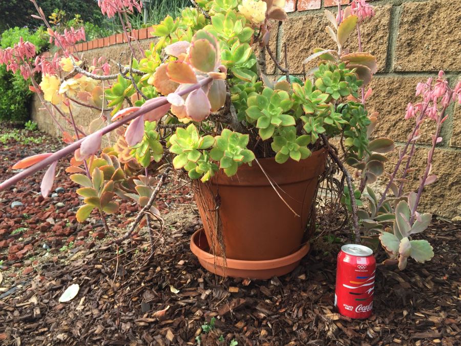 Outdoor Pot With Succulents [Photo 3]
