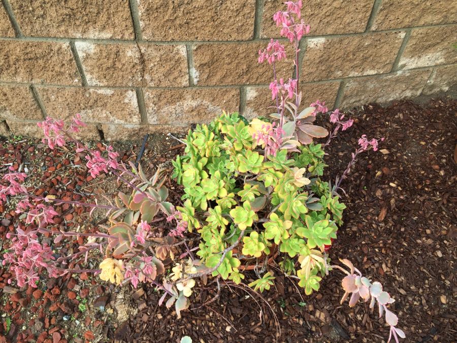 Outdoor Pot With Succulents [Photo 5]