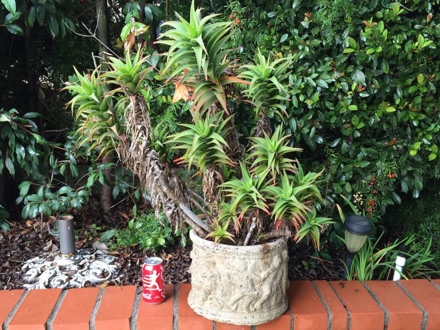 Outdoor Potted Plant