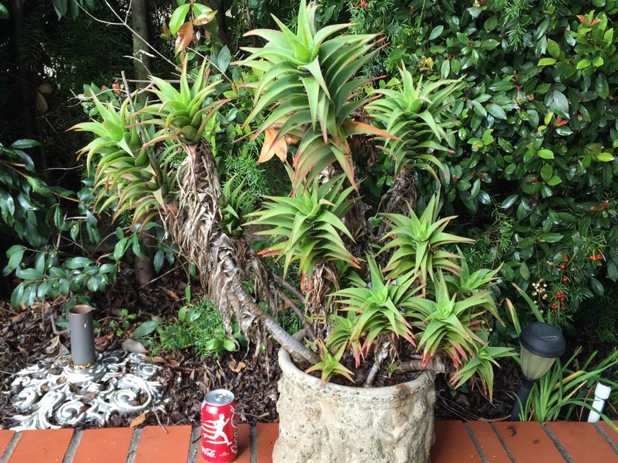 Outdoor Potted Plant [Photo 5]