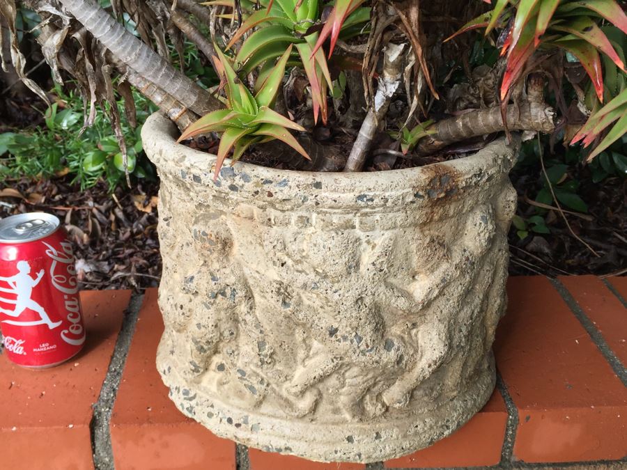 Outdoor Potted Plant [Photo 4]