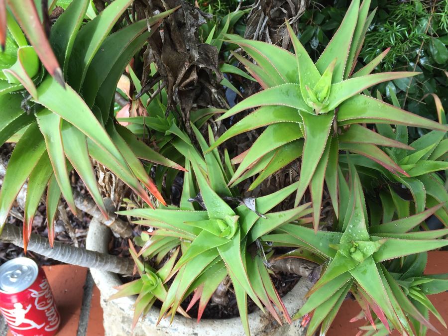 Outdoor Potted Plant [Photo 2]