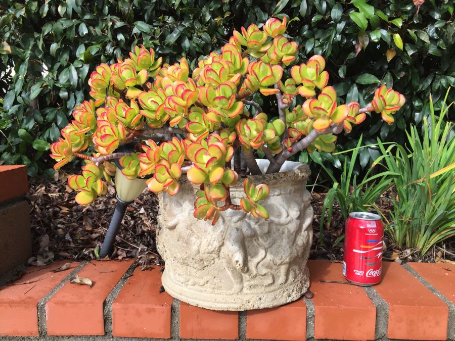 Outdoor Potted Plant [Photo 5]