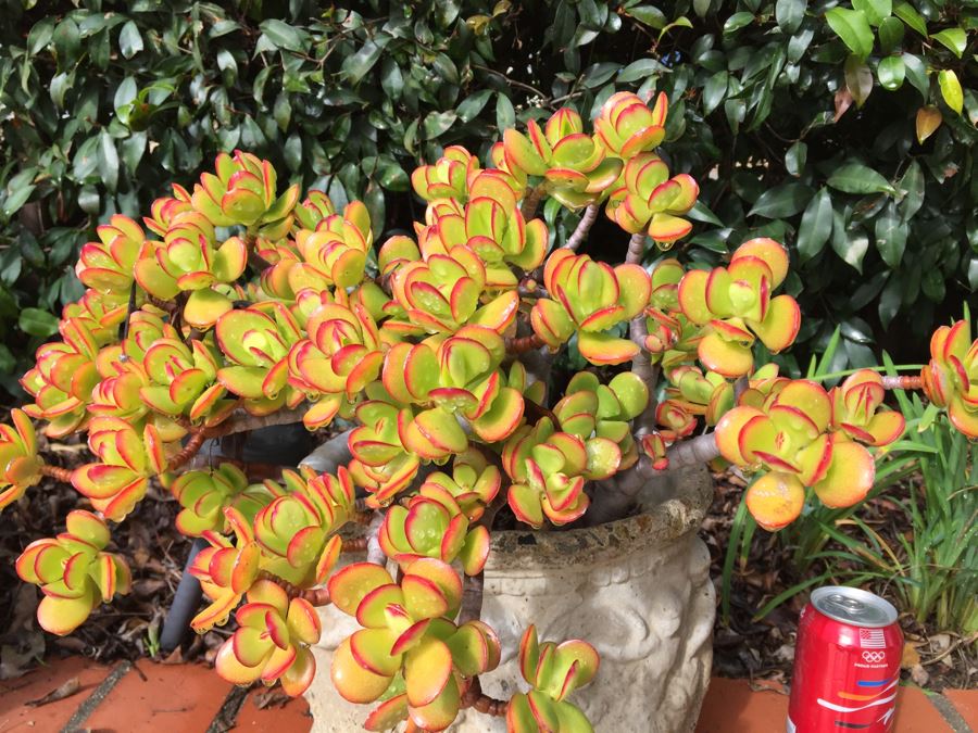 Outdoor Potted Plant [Photo 3]