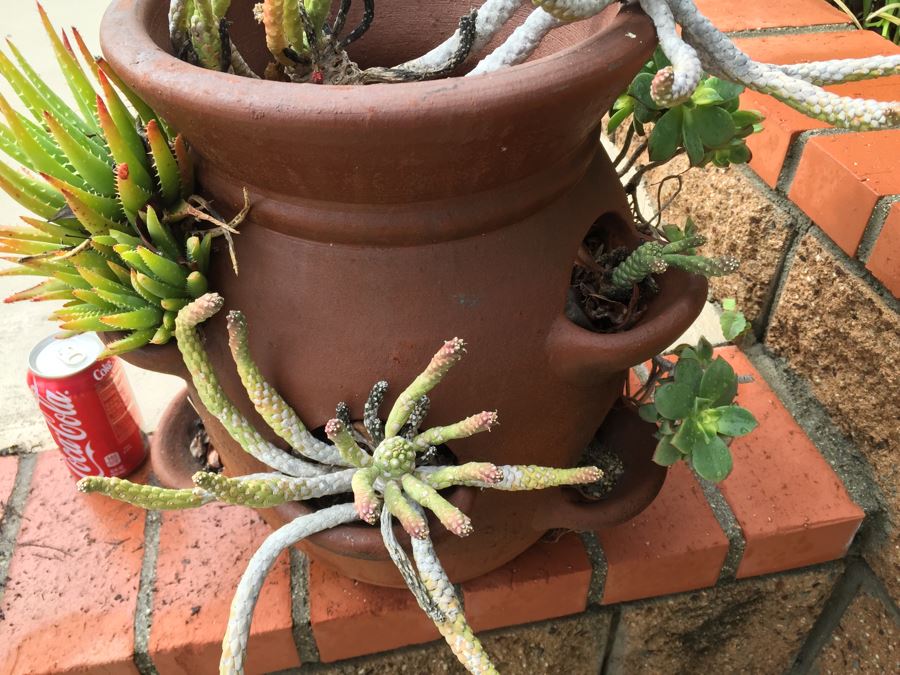 Outdoor Pot With Succulents [Photo 3]