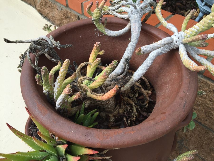 Outdoor Pot With Succulents [Photo 5]