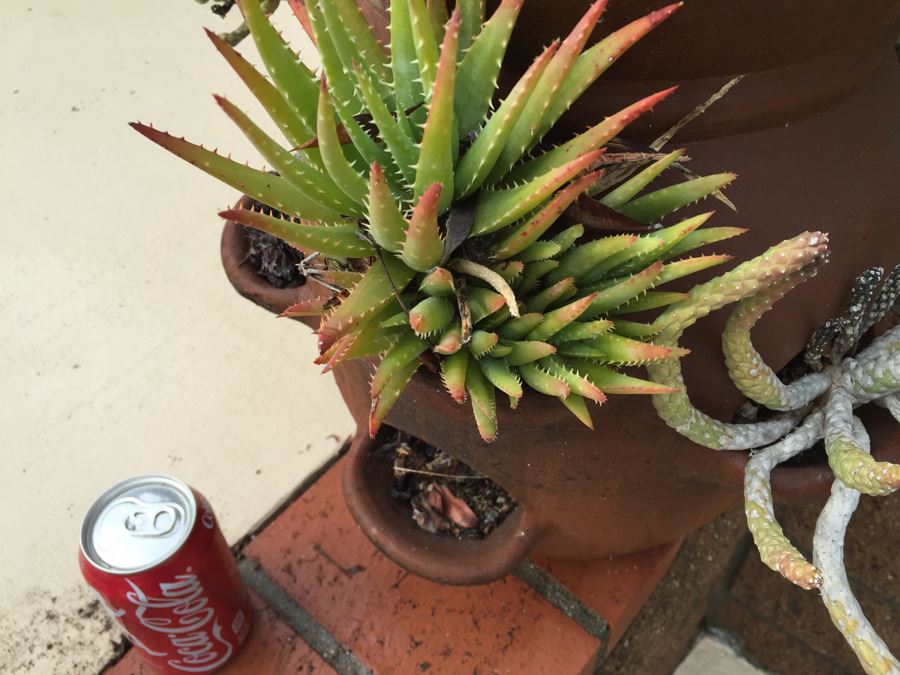 Outdoor Pot With Succulents [Photo 6]