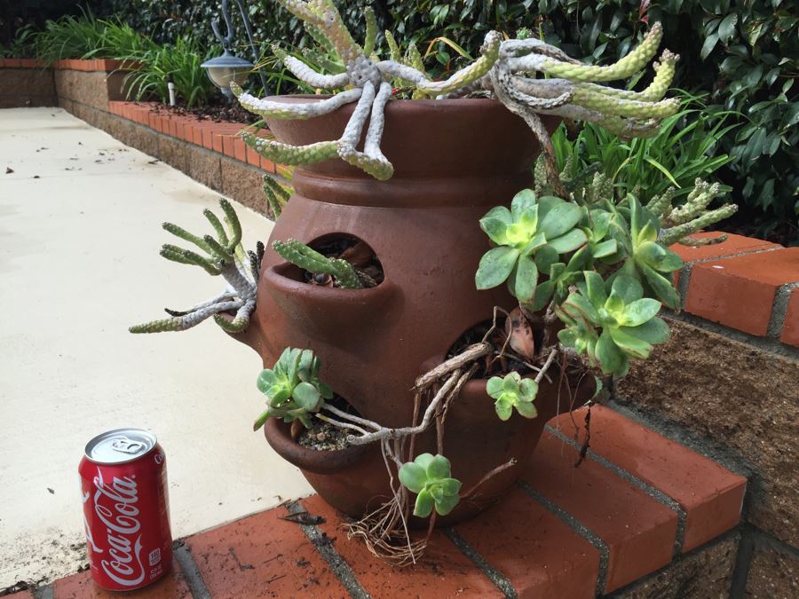 Outdoor Pot With Succulents [Photo 2]
