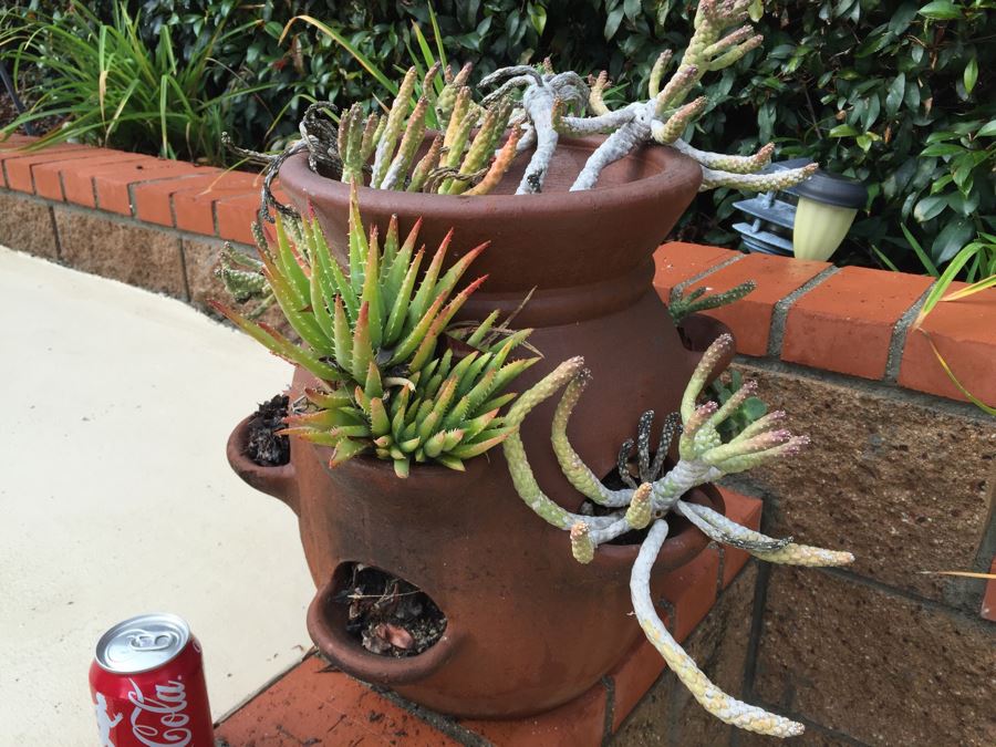 Outdoor Pot With Succulents [Photo 4]