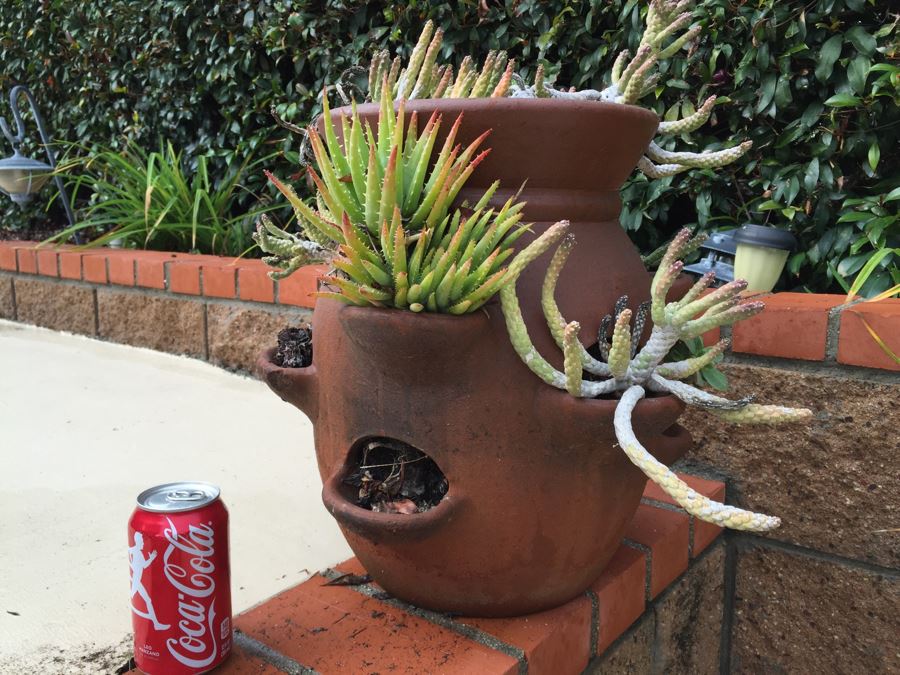 Outdoor Pot With Succulents