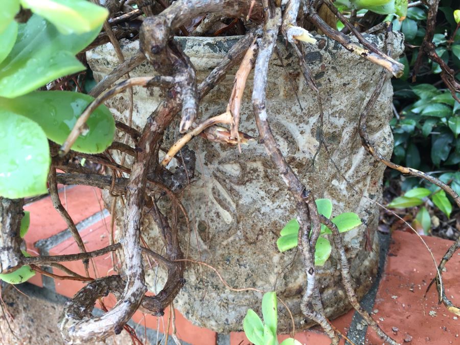 Outdoor Pot With Succulents [Photo 2]