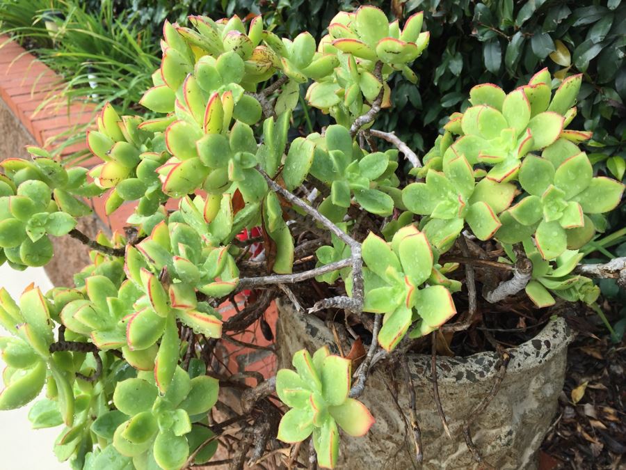 Outdoor Pot With Succulents [Photo 3]