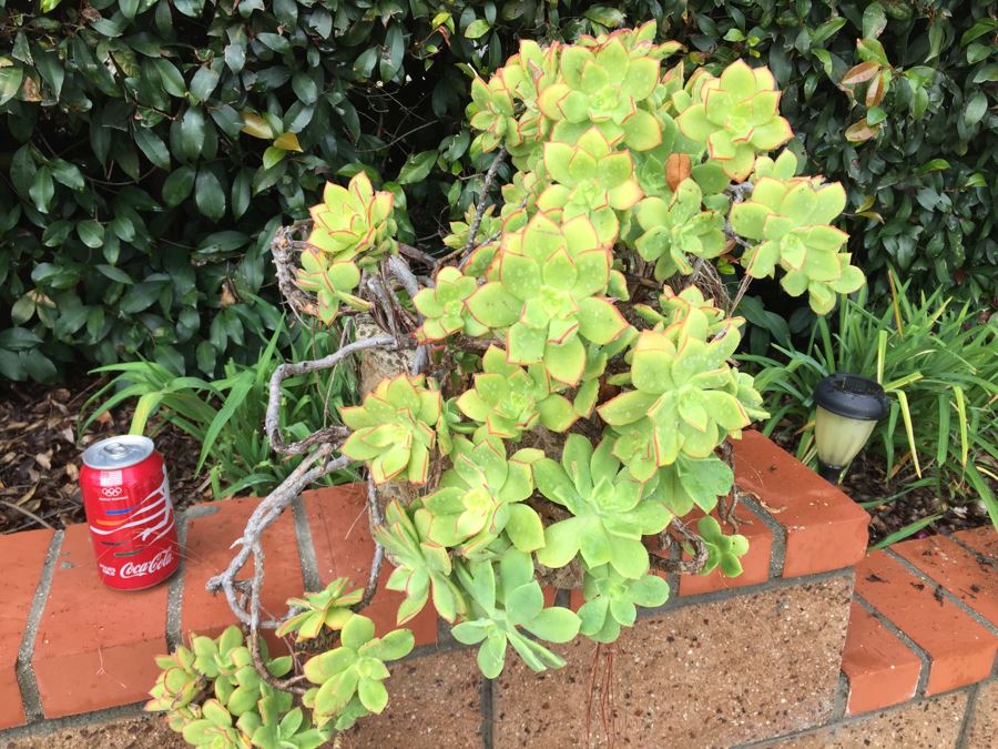 Outdoor Pot With Succulents [Photo 5]