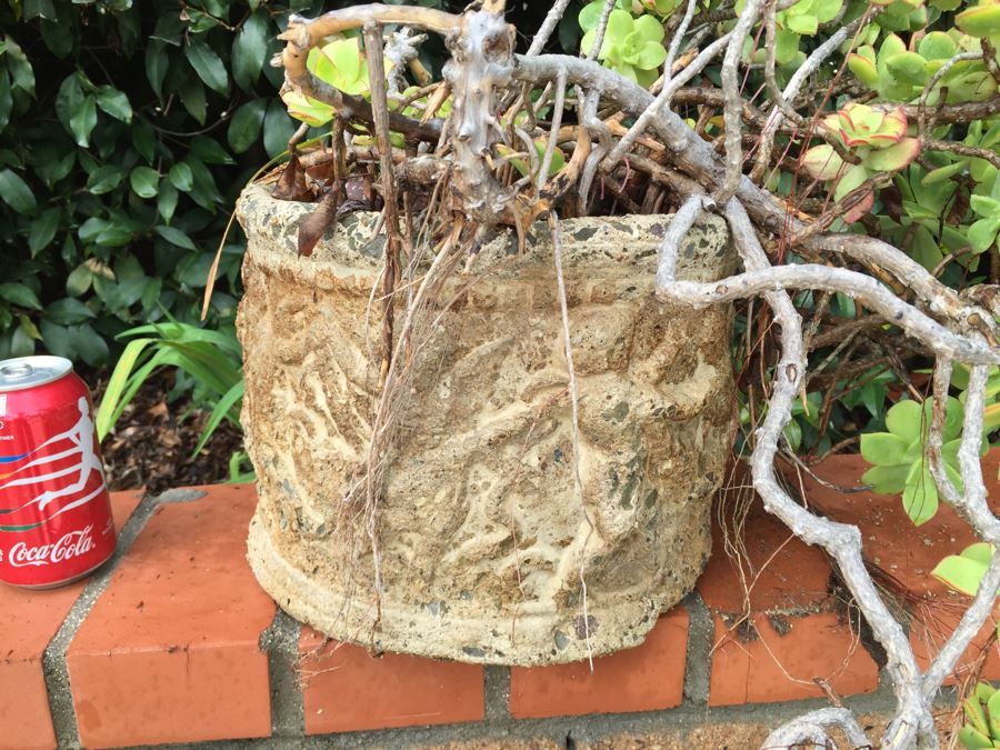 Outdoor Pot With Succulents [Photo 6]