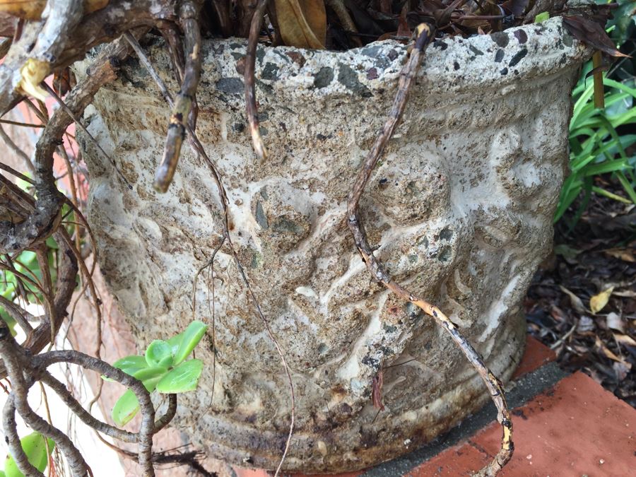 Outdoor Pot With Succulents [Photo 4]
