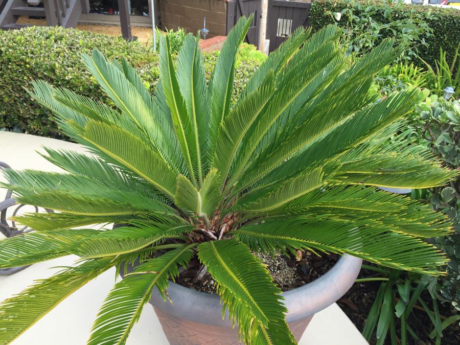 Medium Size Sago Palm Tree In Pot