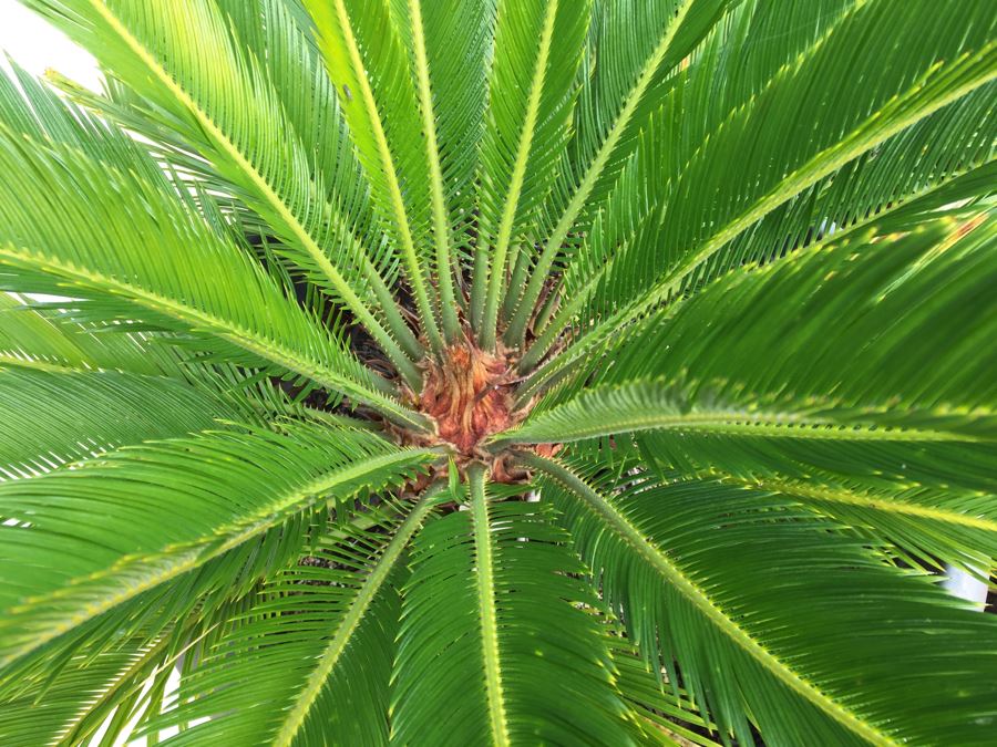 Medium Size Sago Palm Tree In Pot [Photo 3]