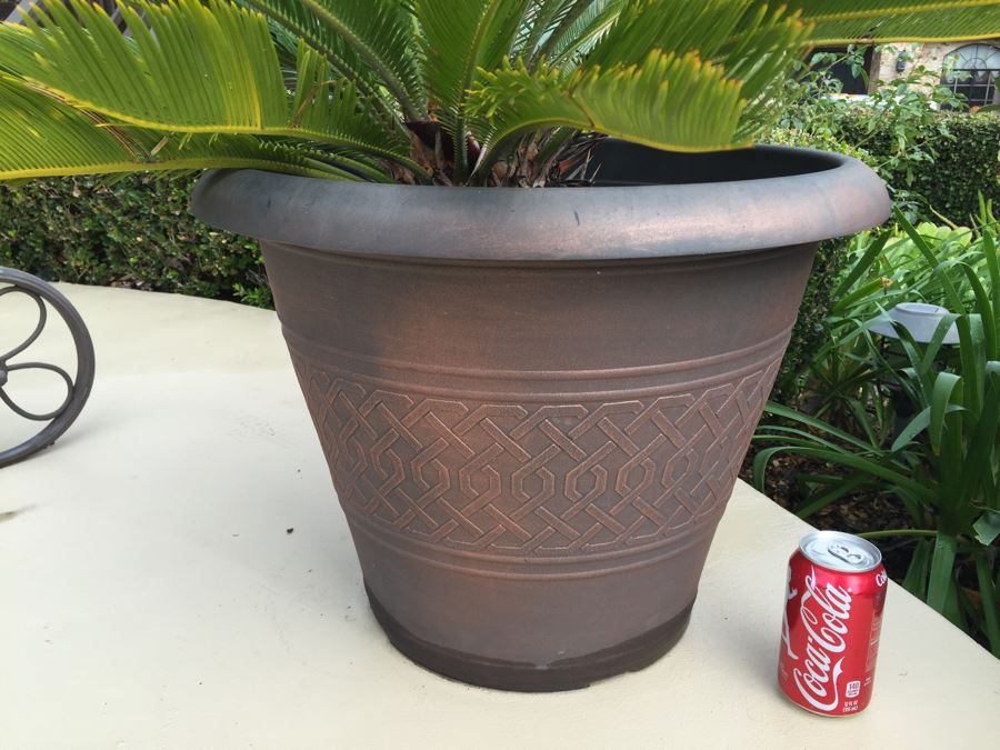 Medium Size Sago Palm Tree In Pot [Photo 4]