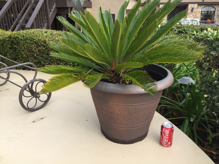 Medium Size Sago Palm Tree In Pot [Photo 1]