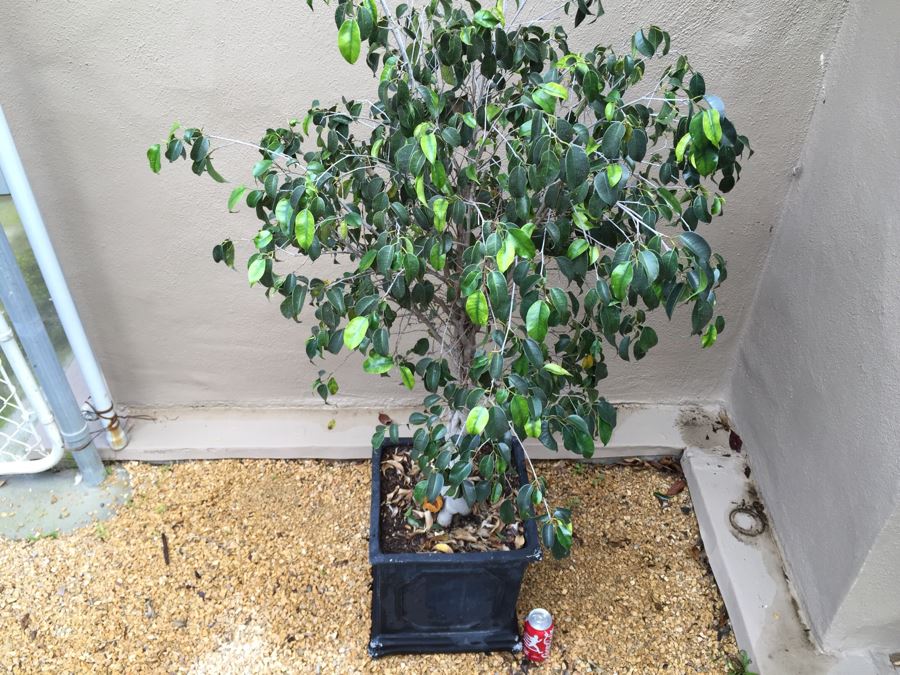 Outdoor Potted Ficus Tree [Photo 6]