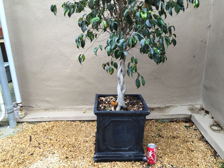 Outdoor Potted Ficus Tree