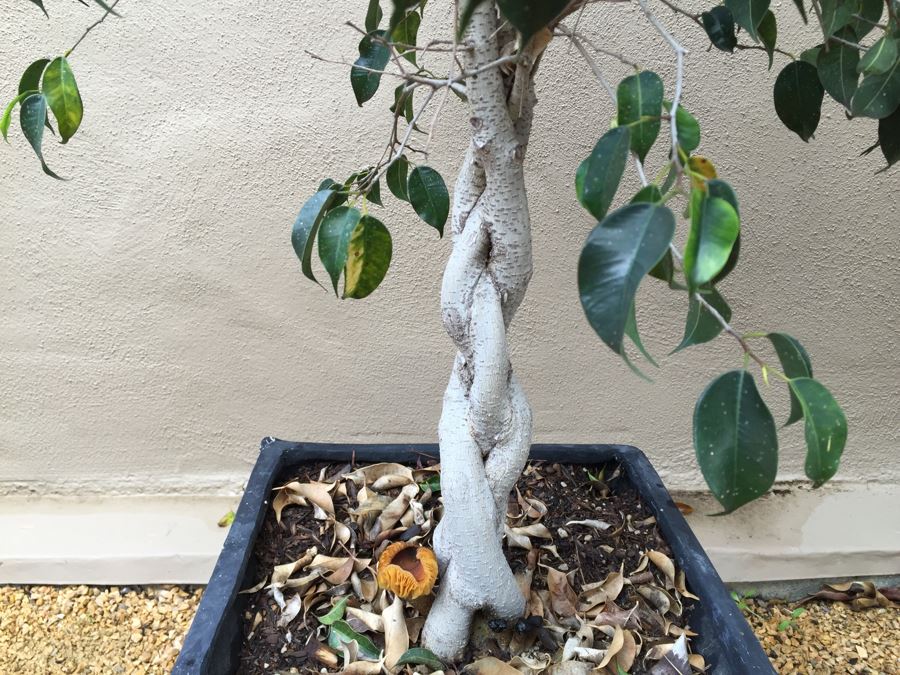 Outdoor Potted Ficus Tree [Photo 3]