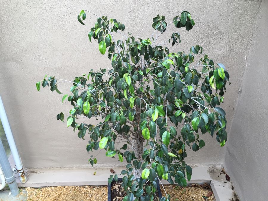 Outdoor Potted Ficus Tree [Photo 5]