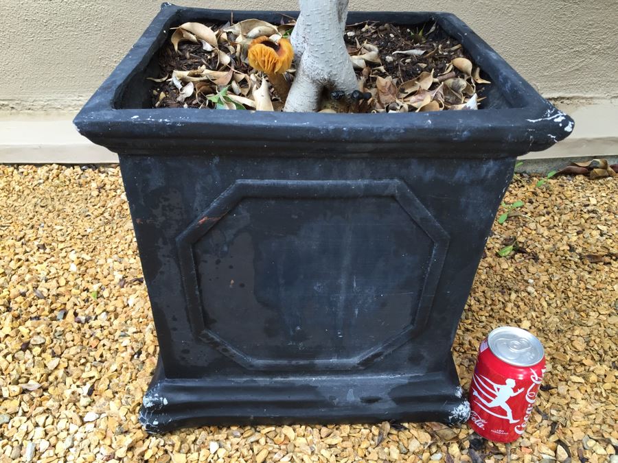 Outdoor Potted Ficus Tree [Photo 2]