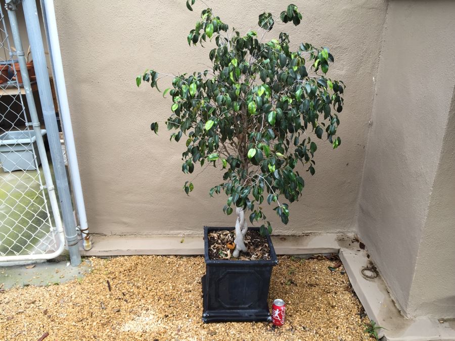 Outdoor Potted Ficus Tree [Photo 4]