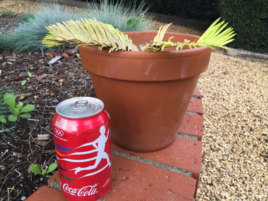 Sago Palm Tree In Italian Pot [Photo 5]