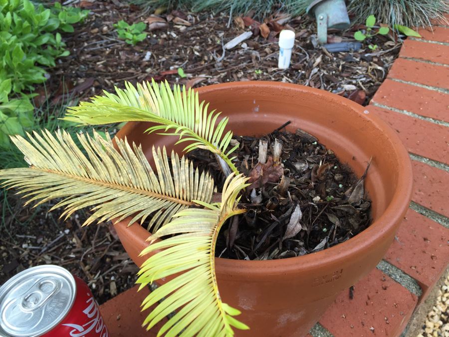 Sago Palm Tree In Italian Pot [Photo 2]