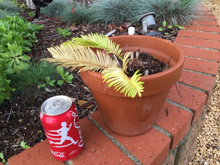 Sago Palm Tree In Italian Pot [Photo 4]