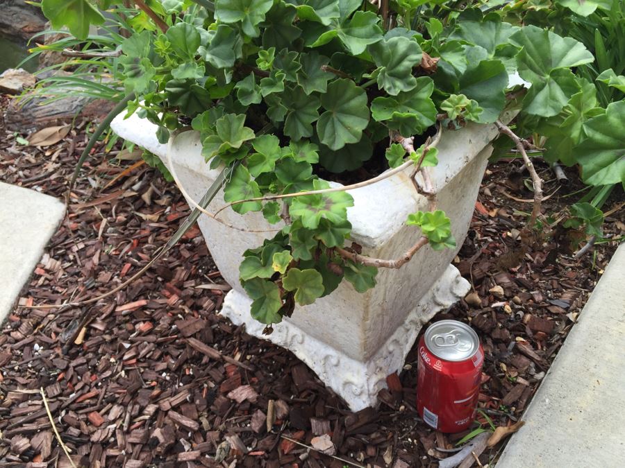 Outdoor Potted Plant [Photo 2]