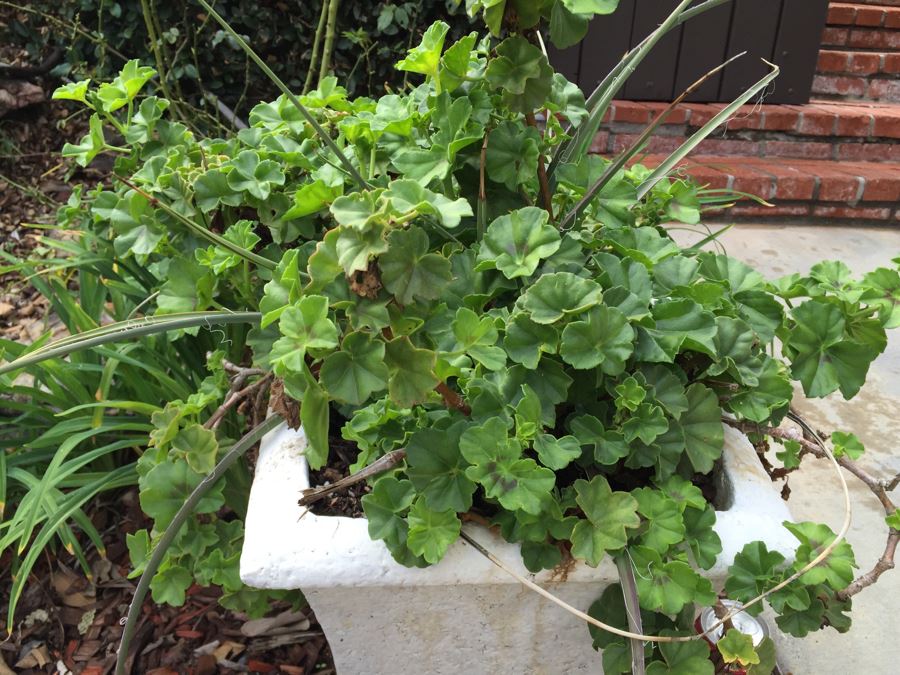 Outdoor Potted Plant [Photo 4]