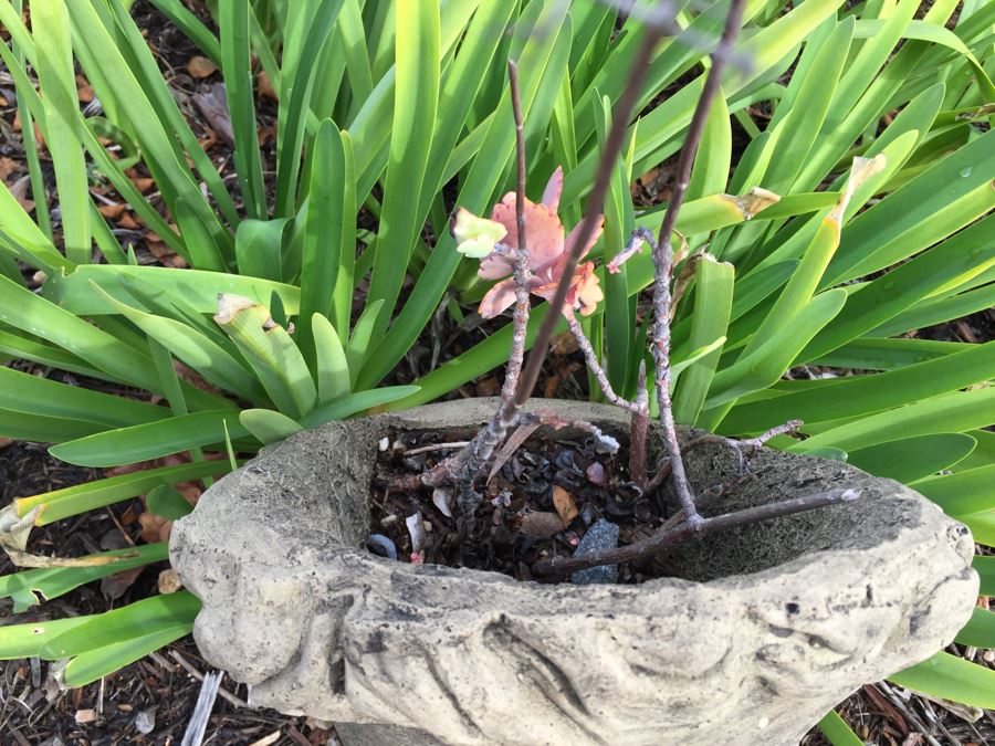 Outdoor Garden Decor Greek Face Pot [Photo 3]